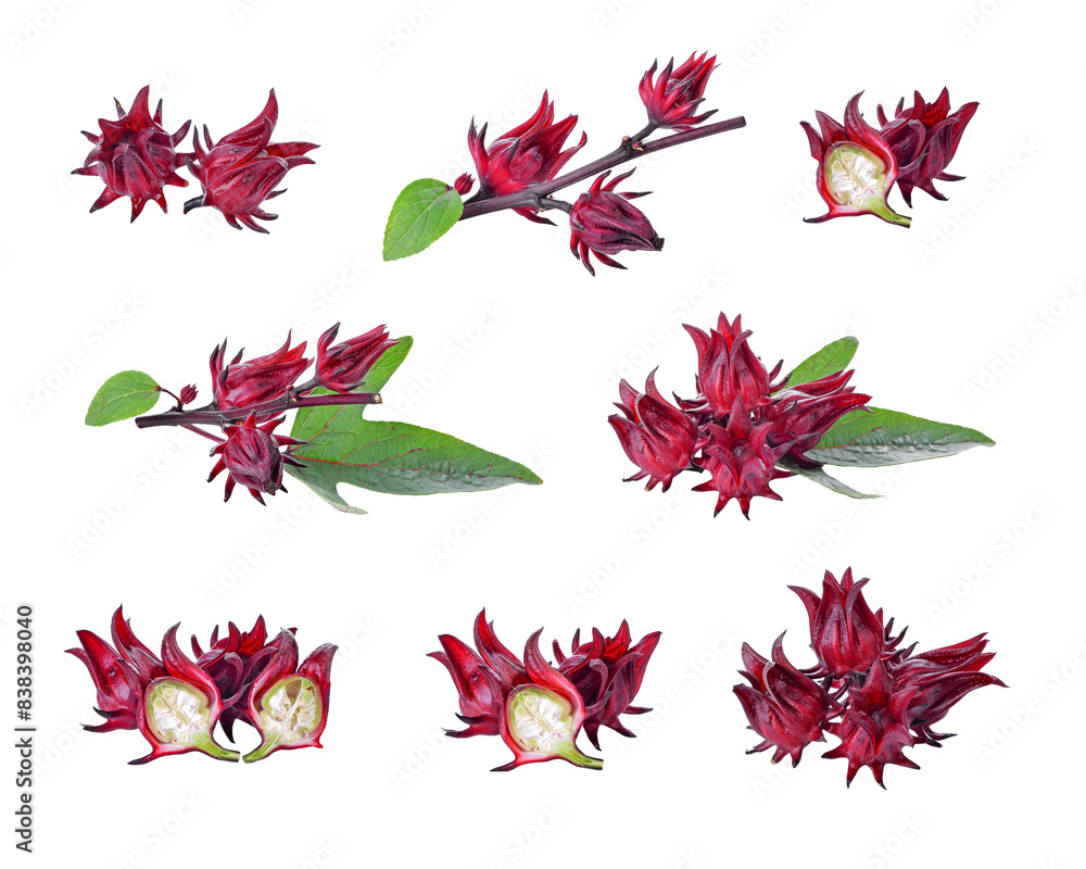 Wall mural roselle hibiscus transparent png