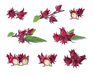Roselle hibiscus transparent png © phongsakon