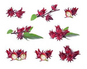 Roselle hibiscus transparent png