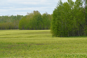 A green field near the forest. Spring landscape. The countryside.