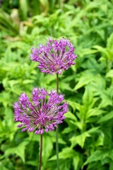 Fototapeta premium A pair of Beautiful Purple Giant Onion Flowers, Allium Giganteum.