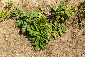 Hogweed sprouts in the ground. Dangerous weed. Top view