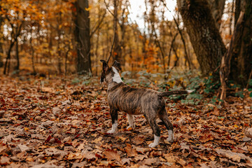 bullterrier miniature