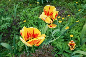 Yellow-red Lady Flame tulip blooms in the spring garden.