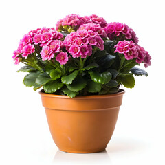 Flower in a pot isolated on white background