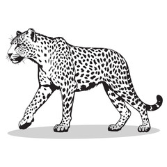 Leopard silhouettes and icons. Black flat color simple elegant white background Brussels sprouts vegetable vector and illustration.