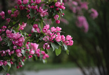 tree with pink flowers that are blooming