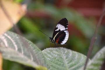 Butterfly on Leaf