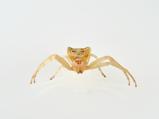 Female Yellow European Crab Spider on a white background. Thomisus onustus.