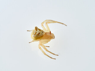 Female Yellow European Crab Spider on a white background. Thomisus onustus.