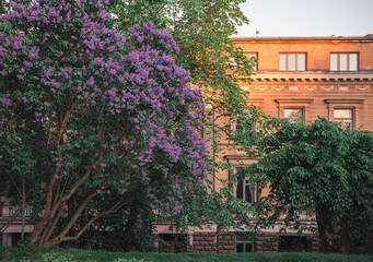 lilac flowers on the streets of city of Helsinki, Finland