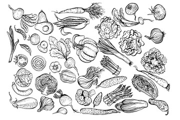 Set of vegetables, farm food. Vintage hand drawn garden vector collection. Tomato, pepper, carrot, cabbage, salad, onion, garlic, chilli, broccoli, cucumber, pea, pumpkin,radish, eggplant, avocado.