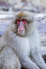 Japanese snow monkey