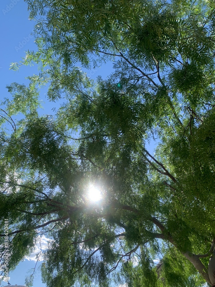 Poster Sunshine filtering through tree branches viewed from below