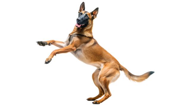 a Belgian Malinois dog jumping in the air on a white background