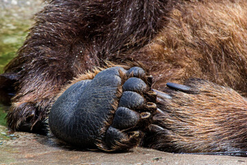 hind and front paws of a brown bear closeup