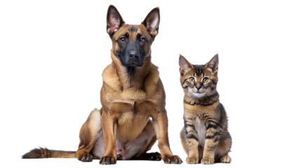 a German Shepherd dog sitting next to a tabby cat on a white background