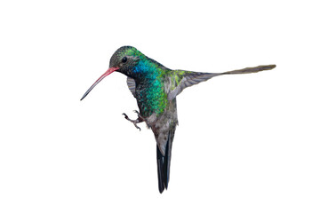 Broad-Billed Hummingbird (Cynanthus latirostris) Photo, in Landing Mode, on a Transparent PNG Background