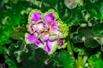 Beautiful flower of saintpaulia variety LE Enigma with pink petals with green frill on ruffled...