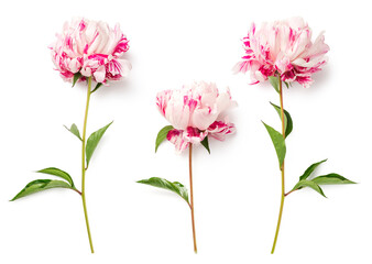set of three colorful filled pink and white striped garden peonies isolated over a transparent background, floral garden, gifting, interior or floristry design elements, top view / flat lay