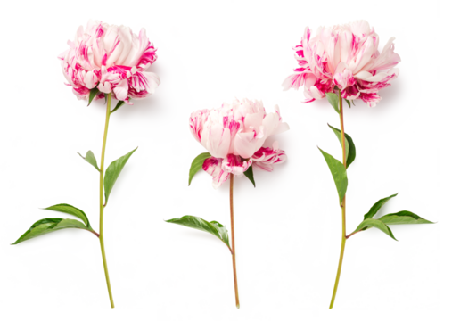 set of three colorful filled pink and white striped garden peonies isolated over a transparent background, floral garden, gifting, interior or floristry design elements, top view / flat lay - Powered by Adobe