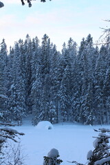 igloo in a forest clearing