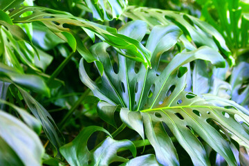 Obraz premium Monstera plant tropical green leaves greenery background. Hawaiian monstera branches & leaves jungle texture. Closeup rainforest outdoor monstera large leaves pattern. Tropical foliage jungle plant