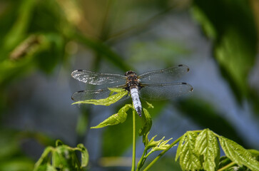 A black tailed skimmer dragonfly (Orthetrum cancellatum) sitting on a twig in a nature reserve in Badar, Macedonia.