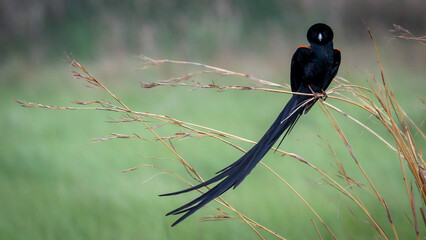 Black widdowbird on branch