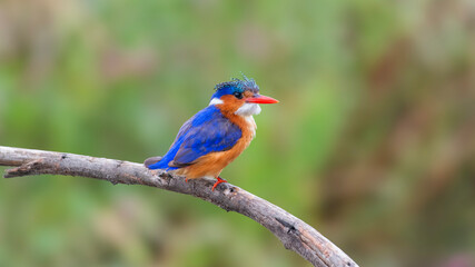 Kingfisher posing