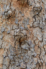 bark of a tree