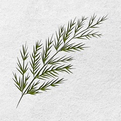 Green Branch on White Background