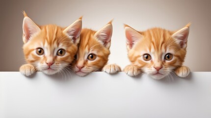 An adorable orange kitten with big eyes peeking curiously over a blank surface. Kitten head with paws up peeking over blank white sign placard. Pet kitten curiously peeking behind white background. 