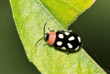 Eight-spotted flea beetle Omophoita cyanipennis insect on leaf nature pest control agriculture.