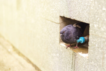 City pigeon in a stone alcove eyeing a water tap, thirsty