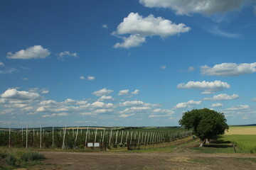 A fenced in field with a tree in the middle