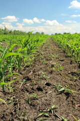 A dirt path with plants and grass
