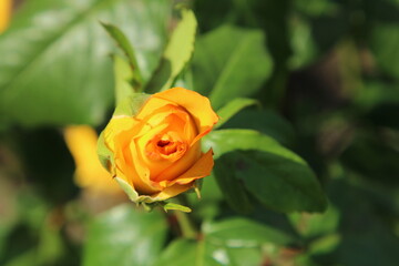 A yellow rose in a bush