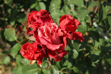 A group of red roses
