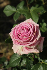 A pink rose with green leaves