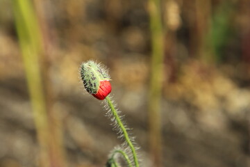 Obraz premium A flower with a red stem
