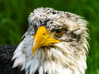 American bald eagle portrait. close-up view, its intricate feathers and distinctive yellow beak showcased against a softly blurred natural backdrop, evoking a sense of wild beauty.