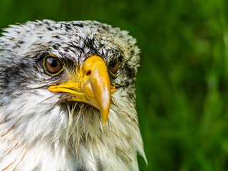American bald eagle portrait. close-up view, its intricate feathers and distinctive yellow beak showcased against a softly blurred natural backdrop, evoking a sense of wild beauty.