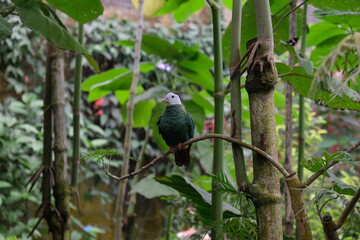 Green bird with white head on a branch