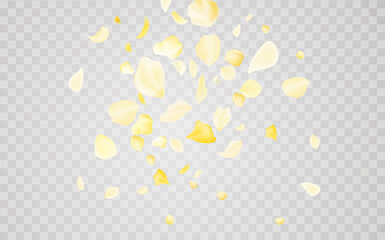 Yellow falling rose or sunflowers petals.Transparent panoramic horizontal background.Amber flower spring template.