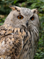Beautiful eurasian great horned eagle owl portrait. (Bubo bubo) in summer nature, one of the largest species.