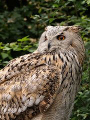 Beautiful eurasian great horned eagle owl portrait. (Bubo bubo) in summer nature, one of the largest species.
