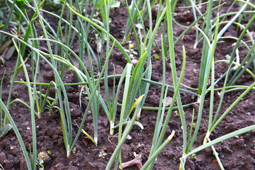 green onions growing in the garden