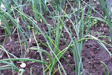 green onions growing in the garden