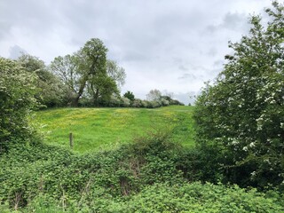 Hawthorn hedge and grass field in May, North Yorkshire, England, United Kingdom